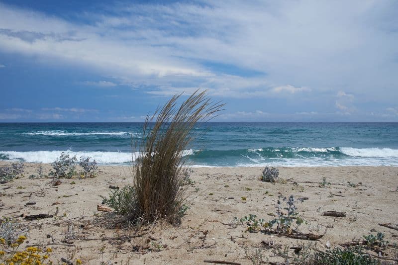 Coastal plants and acidification