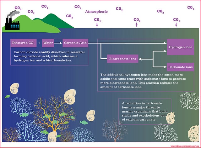 Causes, Effects and Solutions to Ocean Acidification (Increase in pH