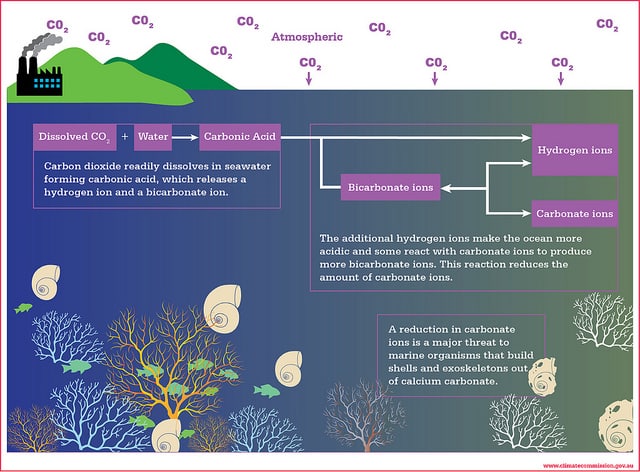 causes-effects-and-solutions-to-ocean-acidification-increase-in-ph