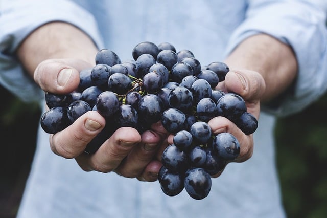 grapes-bunch-fruit-person-holding-organic-food