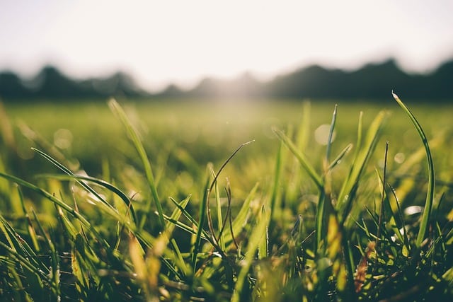 grass-morning-dew-nature-green