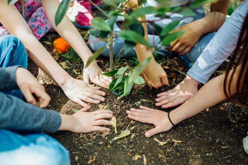 Tree planting