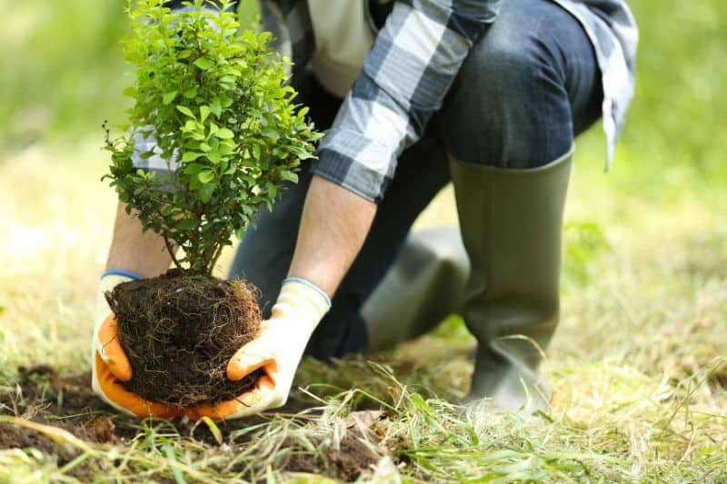 Plant a Tree