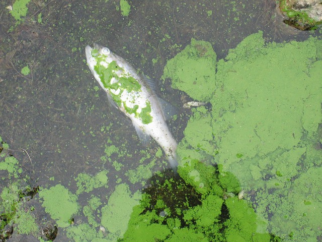 Eutrophication, Definition, Types, Causes, & Effects