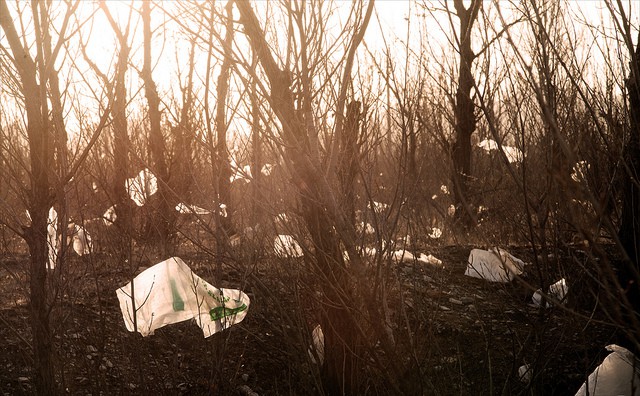 plastic-bags-at-dawn