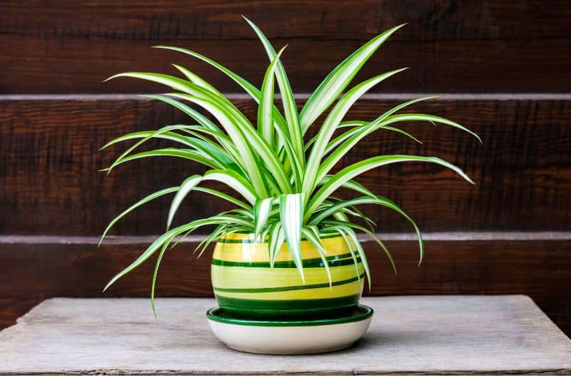 Plant Spider Plants