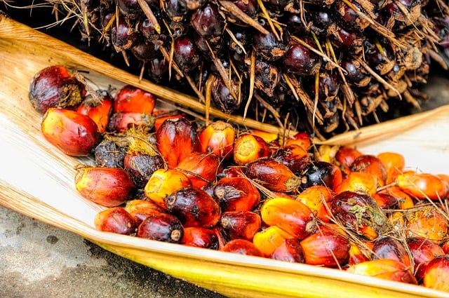 palm-oil-fruit-background-ripe