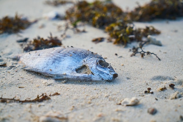 Causes, Effects and Solutions to Ocean Dumping - Conserve Energy Future Causes, Effects and Solutions to Ocean Dumping - Conserve Energy Future
