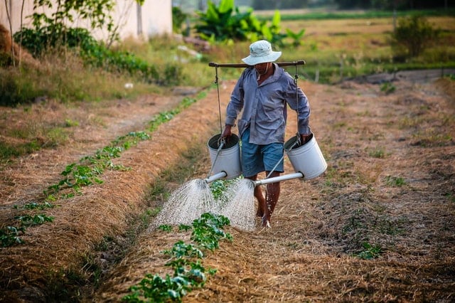 Advantages and Disadvantages of Intensive Farming - Conserve Energy Future