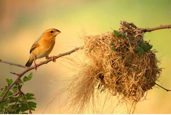 Minimize Interaction with Birds