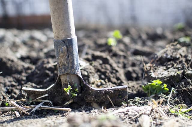 agriculture-backyard-blur-close-up