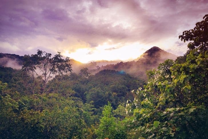 20 Biggest and Most Popular Rainforests in the World That Might