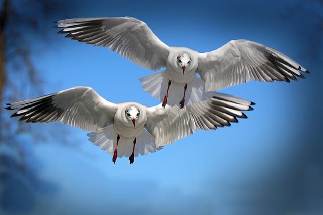 Protecting Birds & Wildlife