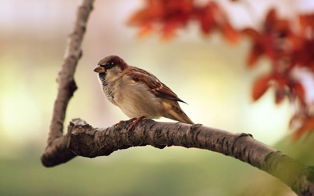 25 Simple and Amazing Ways to Conserve and Protect Birds From Today - Conserve Energy Future