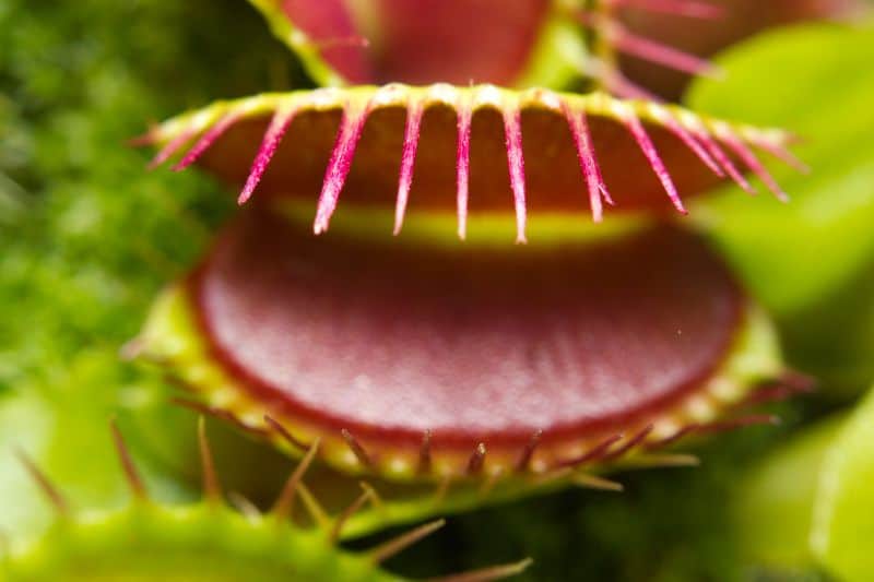 Venus flytrap and ecology