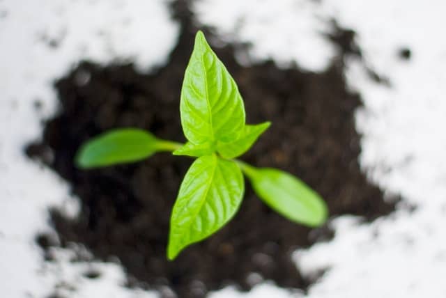 agriculture-ball-shaped-ecology-environment