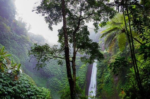 nature-forest-waterfall-jungle