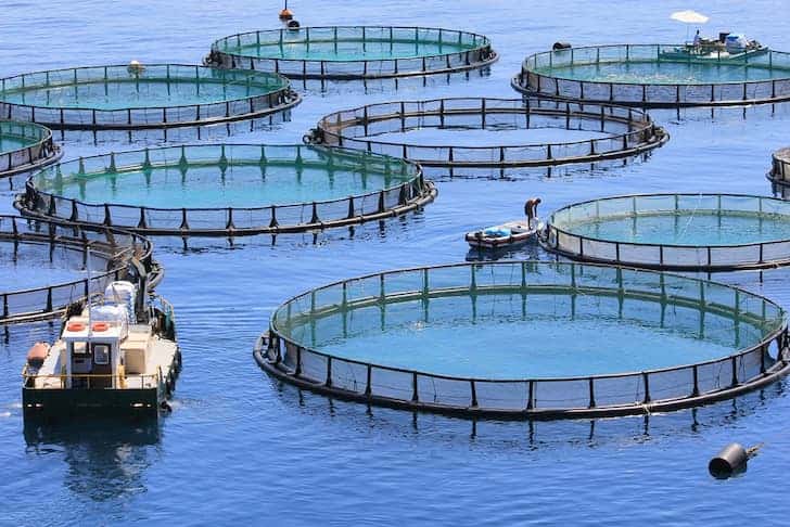 Aquaculture: Types, Benefits and Importance (Fish Farming) - Conserve Energy Future