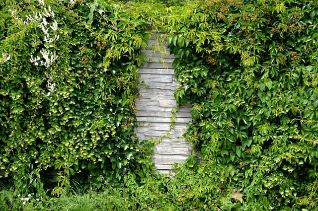 noise-barrier-hedge-wall-overgrown