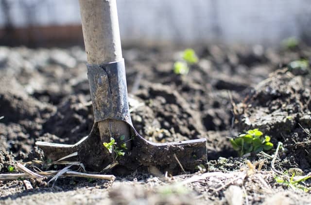 agriculture-backyard-blur-close-up