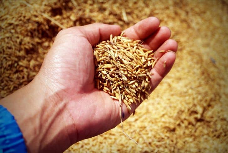 abundance-agricultural-agriculture-arm jasmine-rice-seed