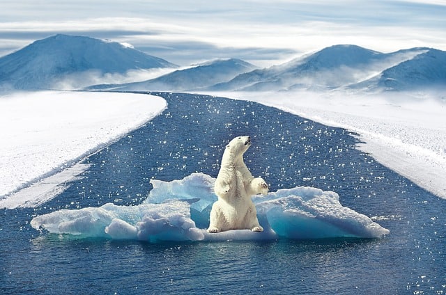 polar-bear-climate-change-bear
