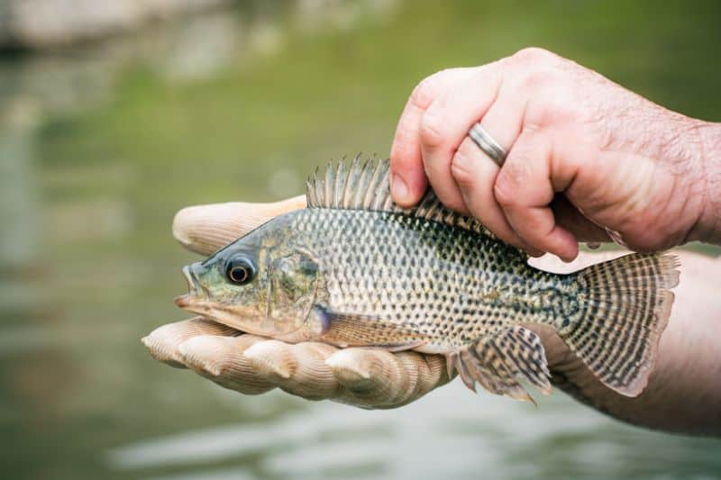man-fishermen-nature-village-overfishing Oversized Fish