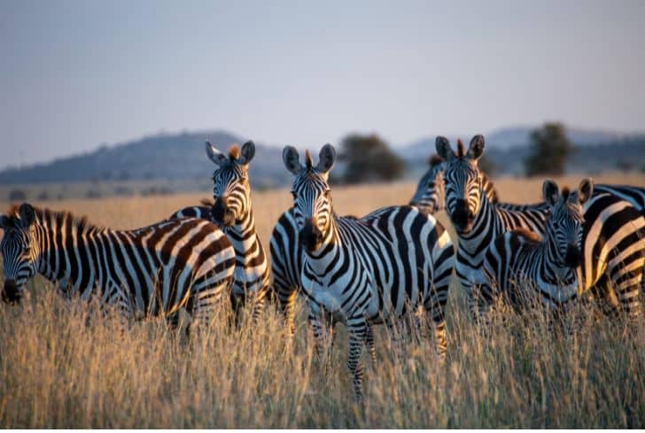 Herbivores