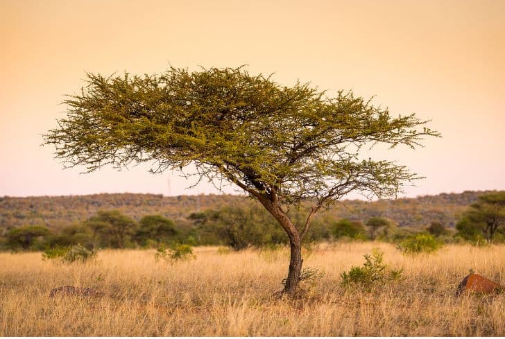 Savanna Grassland