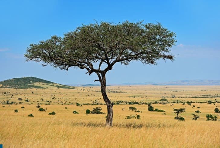 african-savanna