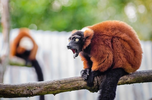 red-ruffed-lemur-wildlife-madagascar