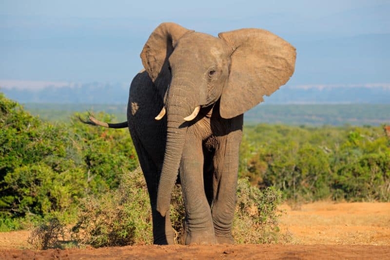 The African elephant as keystone species