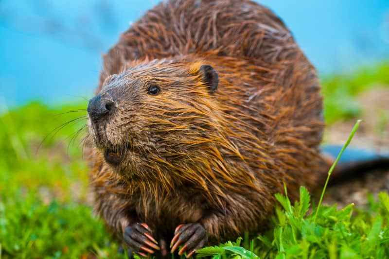 Beavers as keystone species