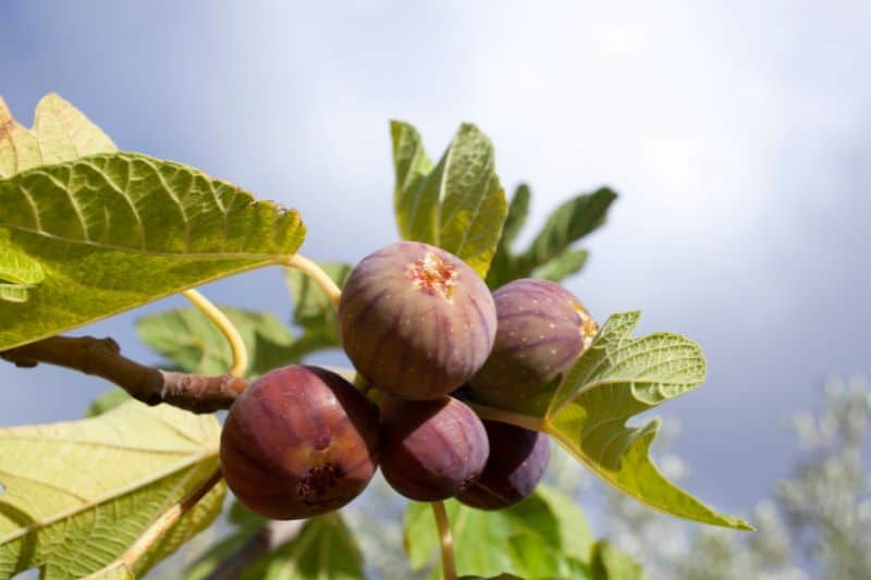 Figs as keystone species