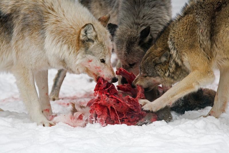 Grey wolves as keystone species