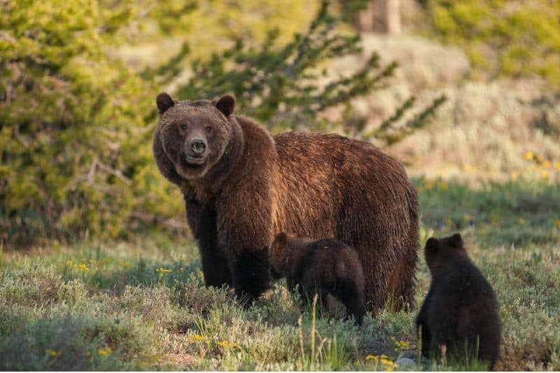 Grizzly bears as keystone species