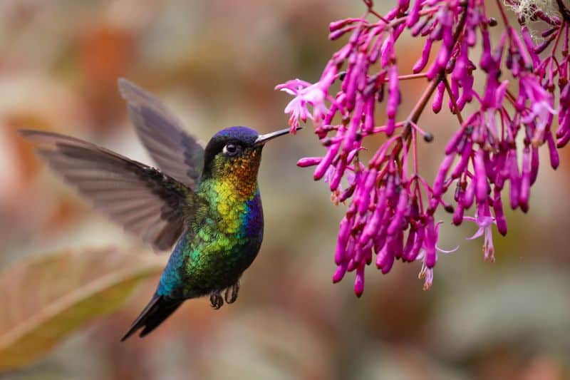 Hummingbirds as keystone species