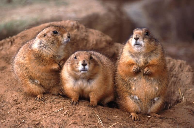 Prairie Dogs as keystone species