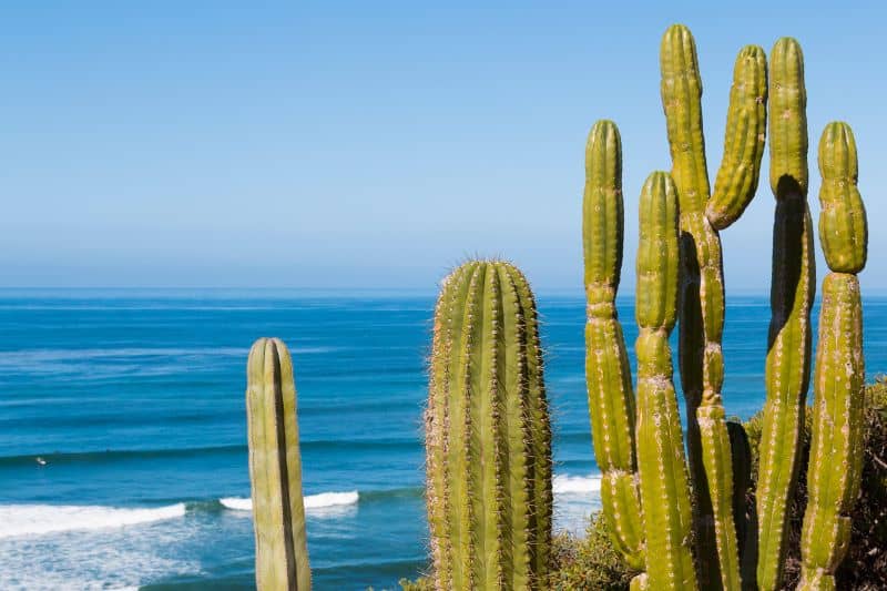 Saguaro Cactus as keystone species