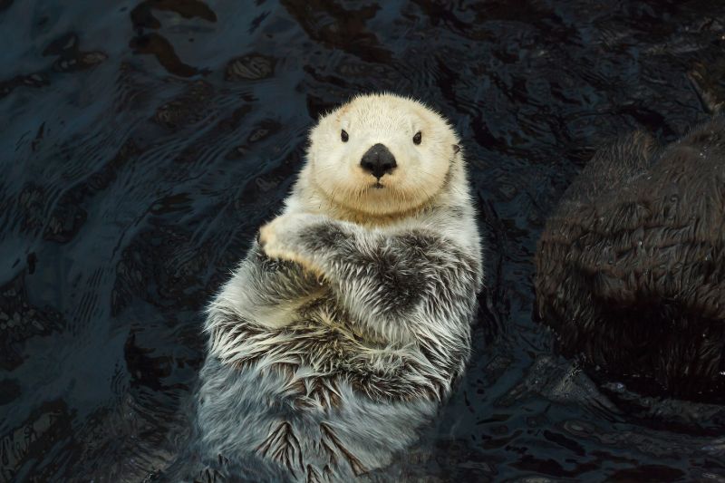 Sea Otter as keystone species