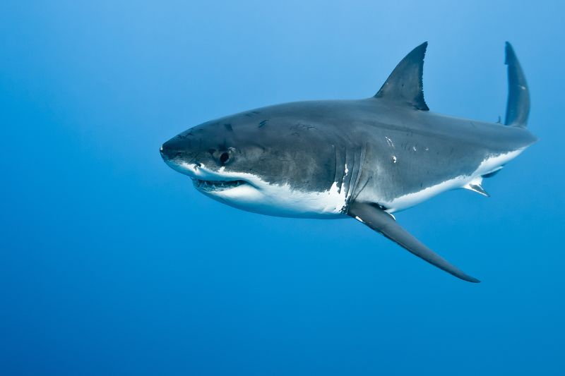 Sharks as keystone species