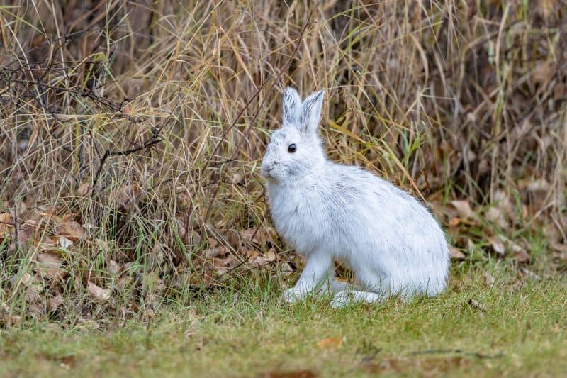 Snowshoe hare as keystone species