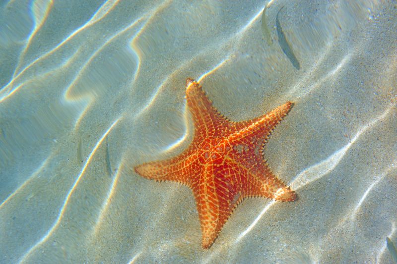 Starfish as keystone species