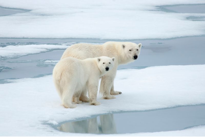 Bears in Taiga biome