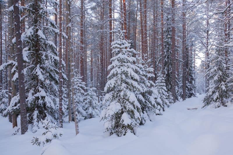 The Taiga Biome (Boreal Forest) - Biomes #7 