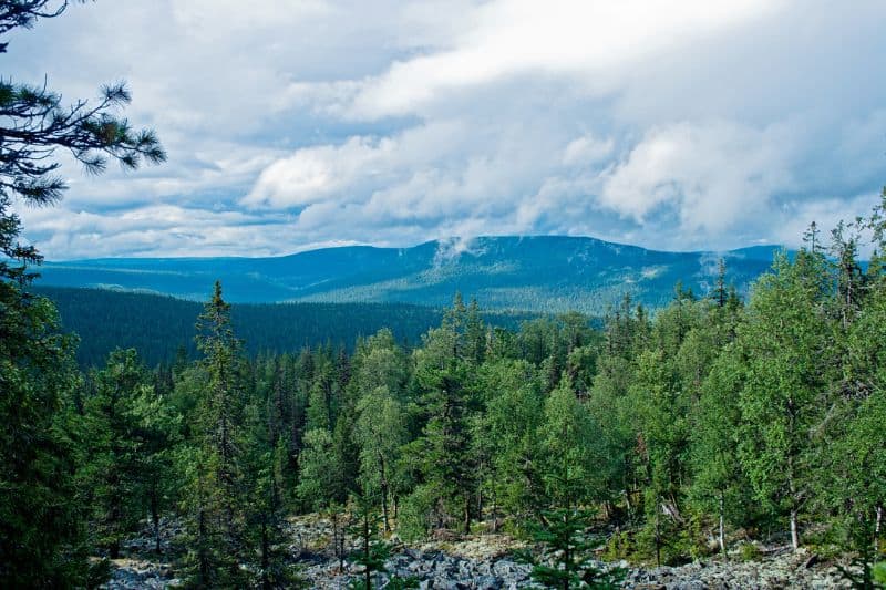 Taiga Biome Summer