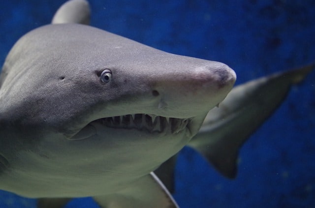 shark-animal-hazard-teeth-fish