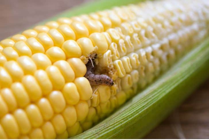 European Corn borer