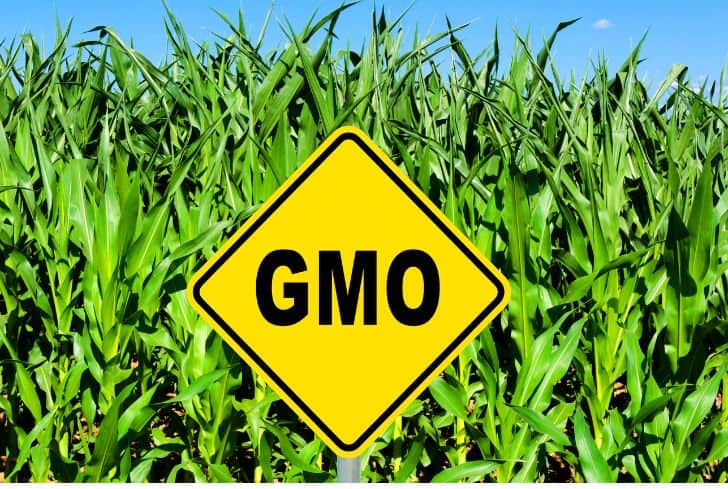 GMO yield