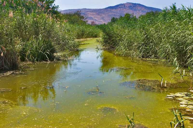 Slow-moving Water